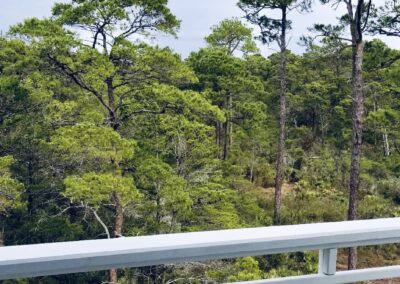 Woods surrounding Serenity at Dune Allen