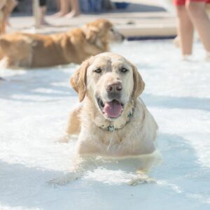 Bark & Splash Pool Bash