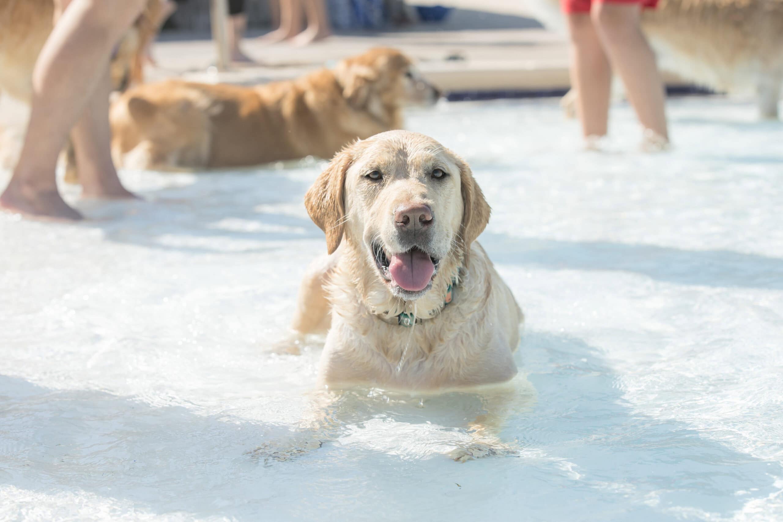 Bark & Splash Pool Bash