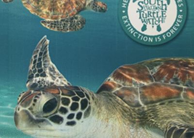 South Walton Sea Turtles